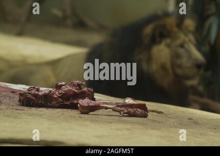 Closeup shot of meats and bones on a rock with a blurred lion in the background Stock Photo