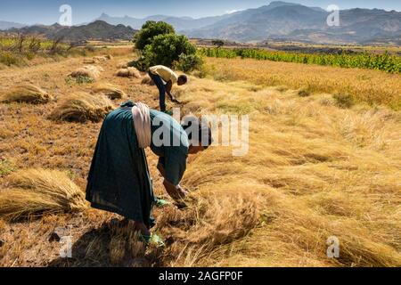 Ethiopia, Amhara Region, Lalibela, Yemrehanna Kristos, agriculture, woman harvesting tef grain crop by hand Stock Photo