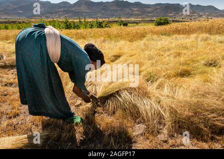 Ethiopia, Amhara Region, Lalibela, Yemrehanna Kristos, agriculture, woman harvesting tef grain crop by hand Stock Photo