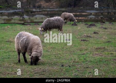 Fluffy sheep grazing and grassing on the farm land. Flock of sheep eating grass outdoor Stock Photo