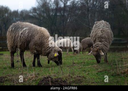 Fluffy sheep grazing and grassing on the farm land. Flock of sheep eating grass outdoor Stock Photo
