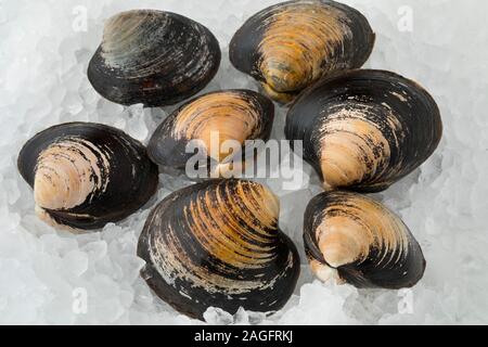 Fresh raw Spisula solida,  surf clams on ice close up Stock Photo