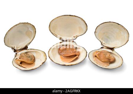 Three fresh cooked spisula solida or surf clam isolated on white background Stock Photo