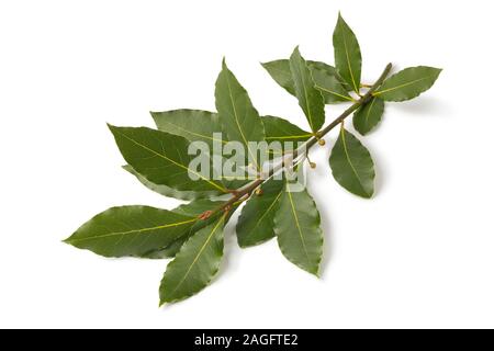 Twig of fresh picked bay leaf isolated on white background Stock Photo