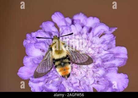 Narrow-bordered Bee Hawk Moth (Hemaris tityus) resting on scabious flower, Wales, June Stock Photo