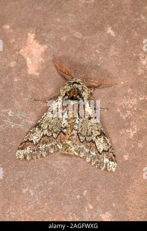 Oak Beauty Moth (Biston strataria) male resting on stone, Wales, March Stock Photo
