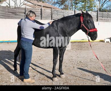 osteopath and horse for an alternative medicine Stock Photo