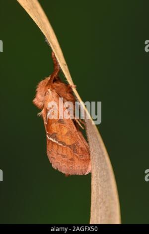 Orange Swift Moth (Hepialus sylvina) male resting on blade of grass, Wales, August Stock Photo