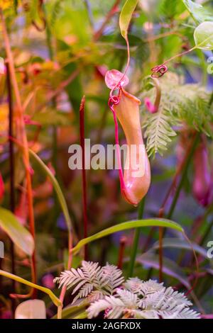 Nepenthes predatory plant, single pitcher of fresh natural carnivorous tropical creeper plant. Fresh natural red jug Nepenthes on a background of maro Stock Photo