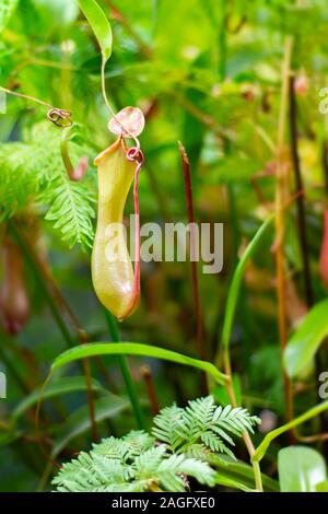 Nipentes plant of prey light green bright, single pitcher of fresh natural carnivorous tropical creeper plant. Natural Nipentes pitcher catching prey Stock Photo