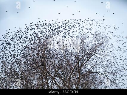 Common starling, Sturnus vulgaris, murmuration starting as hundreds of starlings fly from a tree at Ripon