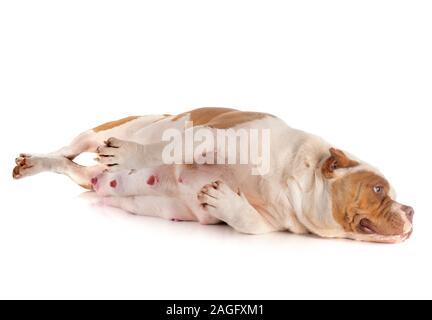 american bully in front of white background Stock Photo