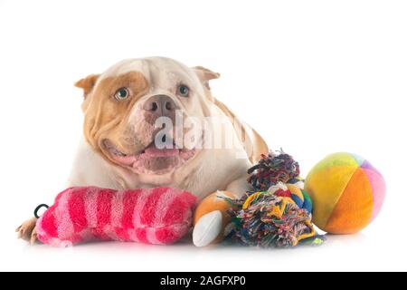 american bully in front of white background Stock Photo