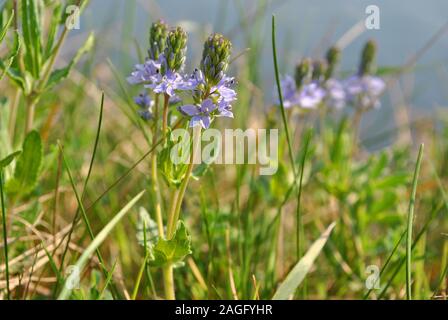 Veronica officinalis (heath speedwell; common gypsyweed; common speedwell; or Paul's betony) flowers,  grass background Stock Photo