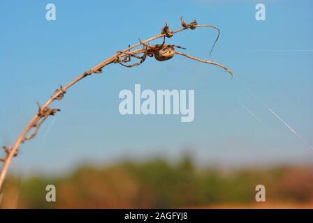 Araneus diadematus (European garden spider, diadem spider, cross spider, crowned orb weaver) in web on twig,  background of blue sky and blurry trees Stock Photo