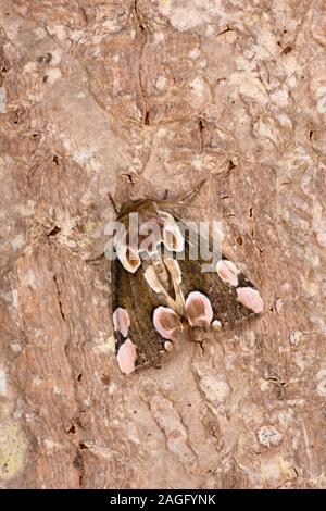 Peach Blossom Moth (Thyatira batis) resting on tree trunk, Wales, July Stock Photo