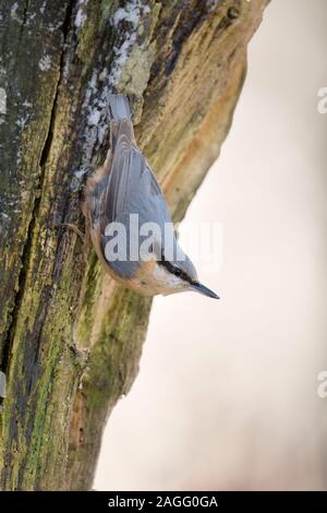 Eurasian Nuthatch / Europaeischer Kleiber ( Sitta europaea ) in winter, climbing down a tree, watching around, in typical pose, wildlife, Europe. Stock Photo