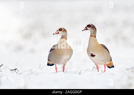 Egyptian Geese / Nilgaense (Alopochen aegyptiacus) pair, couple in winter, standing next to each other in fresh fallen snow, watching, wildlife, Europ Stock Photo