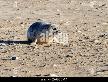 Atlantic Grey Seal (Halichoerus grypus antlanticus) pup in first waterproof fur  after weaning on Winterton beach, Norfolk. Stock Photo