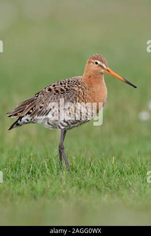 Black-tailed Godwit / Uferschnepfe ( Limosa limosa) in breeding dress, perched in a vernal meadow with flowering daisies, wildlife, Europe. Stock Photo