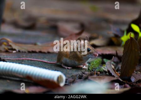 Apodemus alpicola, a small mountain mouse. Stock Photo