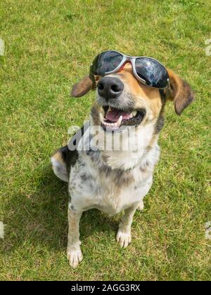 Happy mixed-breed dog wearing black sunglasses looking on sun between clouds in the sky while sitting on a green lawn Stock Photo