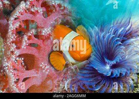 Clown anemonefish [Amphiprion ocellaris] with soft coral and a feather duster worm.  Tropical coral reef. Stock Photo