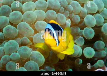 Red Sea anemonefish (Amphiprion bicinctus) in anemone.  Egypt, Red Sea. Stock Photo