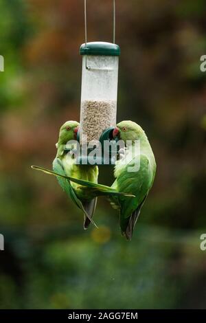 Rose-ringed or Ring-necked parakeets [Psittacula krameri] on bird feeder.  London, Uk. Stock Photo