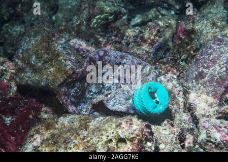Plastic bottle on coral reef.  West Papua, Indonesia.  Indo-West Pacific. Stock Photo