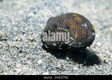 Star Puffer [Arothron stellatus], very young juvenile.  Lembeh Strait, North Sulawesi, Indonesia. Stock Photo