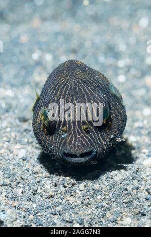 Star Puffer [Arothron stellatus], very young juvenile.  Lembeh Strait, North Sulawesi, Indonesia. Stock Photo