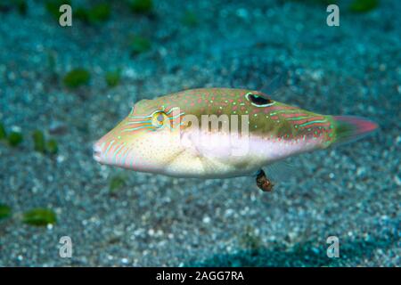 Bennets's toby, Bennet's sharpnose puffer [Canthigaster bennetti] defecating.  North Sulawesi, Indonesia. Stock Photo