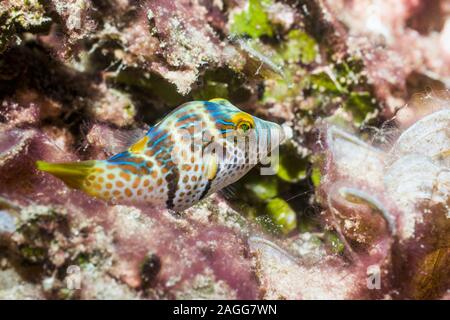 Bladk Saddled Toby, Valentine's puffer [Canthigaster valentini].  West Papua, Indonesia.  Indo-West Pacific.