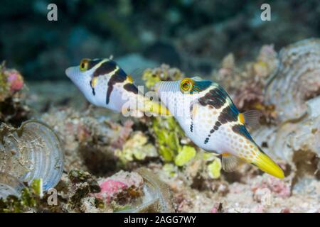 Bladk Saddled Toby, Valentine's puffer [Canthigaster valentini].  West Papua, Indonesia.  Indo-West Pacific.