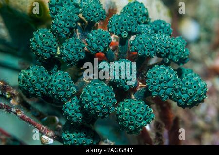 Stalked Sea squirts - Oxycorynia fascicularis.  West Papua, Indonesia. Stock Photo
