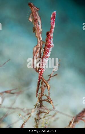 Ocellated Tozeuma Shrimp [Tozeuma lanceolatum].  West Papua, Indonesia.  Indo-West Pacific. Stock Photo