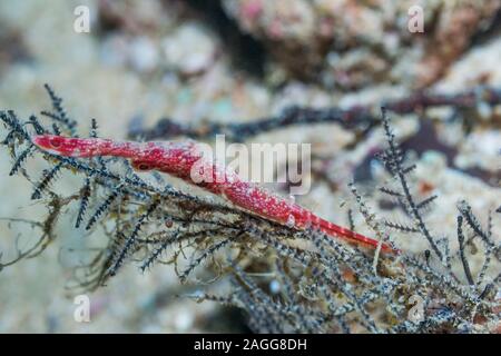 Ocellated Tozeuma Shrimp [Tozeuma lanceolatum].  West Papua, Indonesia.  Indo-West Pacific. Stock Photo