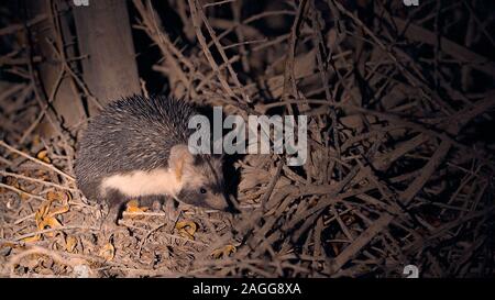 night shot of a Desert Hedgehog or Ethiopian Hedgehog (Paraechinus aethiopicus) photographed in the desert in Israel. This hedgehog is an omnivore and Stock Photo