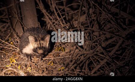 night shot of a Desert Hedgehog or Ethiopian Hedgehog (Paraechinus aethiopicus) photographed in the desert in Israel. This hedgehog is an omnivore and Stock Photo