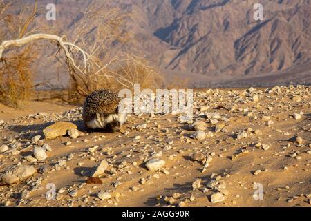 Desert Hedgehog or Ethiopian Hedgehog (Paraechinus aethiopicus) photographed in the desert in Israel. This hedgehog is an omnivore and has been known Stock Photo