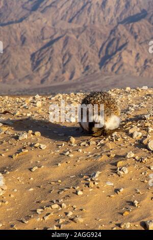 Desert Hedgehog or Ethiopian Hedgehog (Paraechinus aethiopicus) photographed in the desert in Israel. This hedgehog is an omnivore and has been known Stock Photo