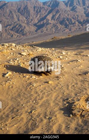 Desert Hedgehog or Ethiopian Hedgehog (Paraechinus aethiopicus) photographed in the desert in Israel. This hedgehog is an omnivore and has been known Stock Photo