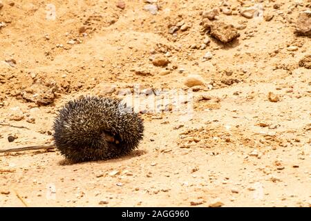 Desert Hedgehog or Ethiopian Hedgehog (Paraechinus aethiopicus) Rolled up for protection. Photographed in the desert in Israel. This hedgehog is an om Stock Photo