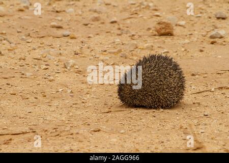 Desert Hedgehog or Ethiopian Hedgehog (Paraechinus aethiopicus) Rolled up for protection. Photographed in the desert in Israel. This hedgehog is an om Stock Photo