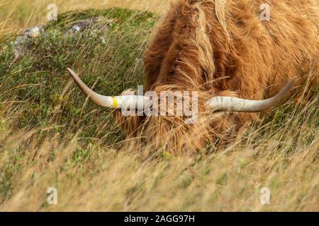 Shaggy, red highland cow with horns, grazing by the loch side on the Isle of Mull, Scotland. Stock Photo