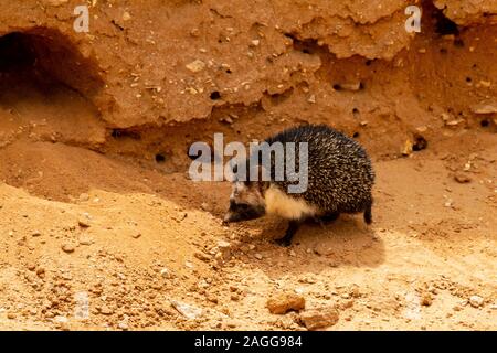 Desert Hedgehog or Ethiopian Hedgehog (Paraechinus aethiopicus) near it burrow. photographed in the desert in Israel. This hedgehog is an omnivore and Stock Photo