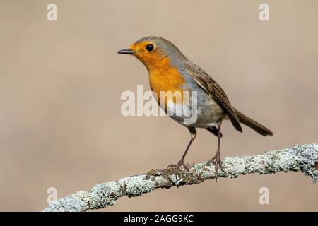 European robin, (Erithacus rubecula), side view on a branch with a blurred background Stock Photo