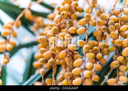 Ripe seed of Livistona chinensis, the Chinese fan palm or fountain palm, a species of subtropical palm tree of east Asia. Stock Photo