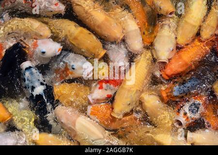 Thick schools of koi in Hiroshima, Japan. Stock Photo